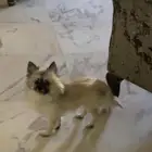 السلام عليكم كلب ضائع