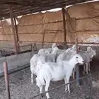 للبيع حريات