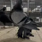 حمام خنيسي اسباني نوادر