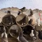 حمام البيع الموقع تثليث