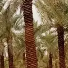 نقوم بتوريد انخيل وزرعته الوشنطني والعربي مقسات حلوه بجميع ا