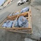مكينه كامري كورلا افالون اريون لكزس