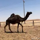 لقحه ملحاء طيبه