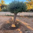 يرجاالتواصل واتساب