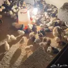صوص بلدي