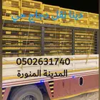 دينا نقل دجاج حي