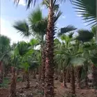 نخل واشنطني