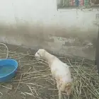 كبس للبيع العمر. 3 اشهر