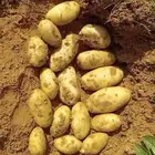 بطاطس حائل للبيع