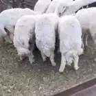 طليان اضاحي جبره تم البيع