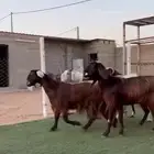 معزاء قبرصي