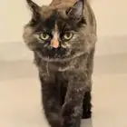 قطه شيرازيه للتبي.