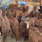 سواكني تربيه