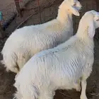 خرفان حريه