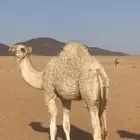 حشو للبيع
