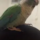 مفقود