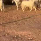 معزاء مشاريك مصري