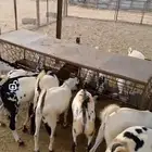 تيوس ذبائح مناسبات وثلاجه