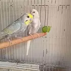 طيور للبيع بدون شبك