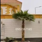 للبيع نخل واشنطن زينه امريكي