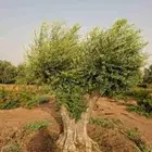 يوجد لدينا الشجارزيتون واسعارمناسبه