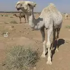 بكار مفاريد