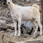 جفرتين بيشيات فواخر