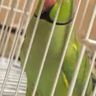 للبيع ببغاء دره اليف متكلم
