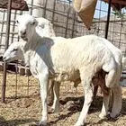طليان رفيدية بلدي 6 شهور السعر 1100