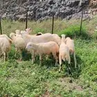 ضان مقاني