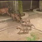 تم التبني