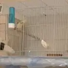 جوز كروان لاتينو ماشاءالله روعه
