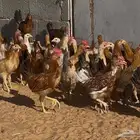 صوص دجاج بلدي عمر شهرين