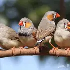 احتاج عدد كبير من طيور الزيبرا