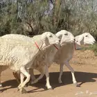 حريات صنف منوة ألقاني(تم البيع)