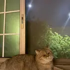 قط مفقود بالظهران بالدانه الشماليه لابس طوق ازرق