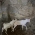 طليان وتيوس عرض خاص