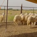 رخال حريه نظيفه وطيبه