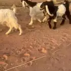 جفار مشاريك بفحلها