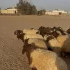 متوفر جذعان مفاطيح