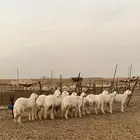 رخال منوة القناي صنف الصنف