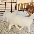 ذبايح حري ( هرافى زبدة ) يتوفر تابي و تمارا