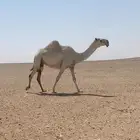 للبيع لقحه كفو