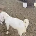 تيوس للبيع