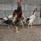 شامو ياباني