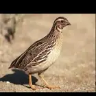 سمان مهاجر للبيع