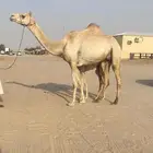 خلفه