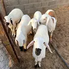 سواكن للبيع مغلقة فل عدد 5