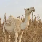 للبيع لقحه وضحا علي بعير طيب