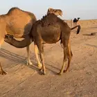 حشو. قعدان